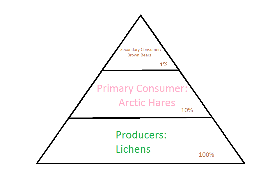 Arctic Tundra Food Pyramid Quotes Arctic Tundra Food Web Food Chain ...